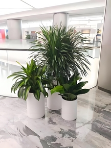 慈溪盆景租赁价格大比拼，哪家最划算？